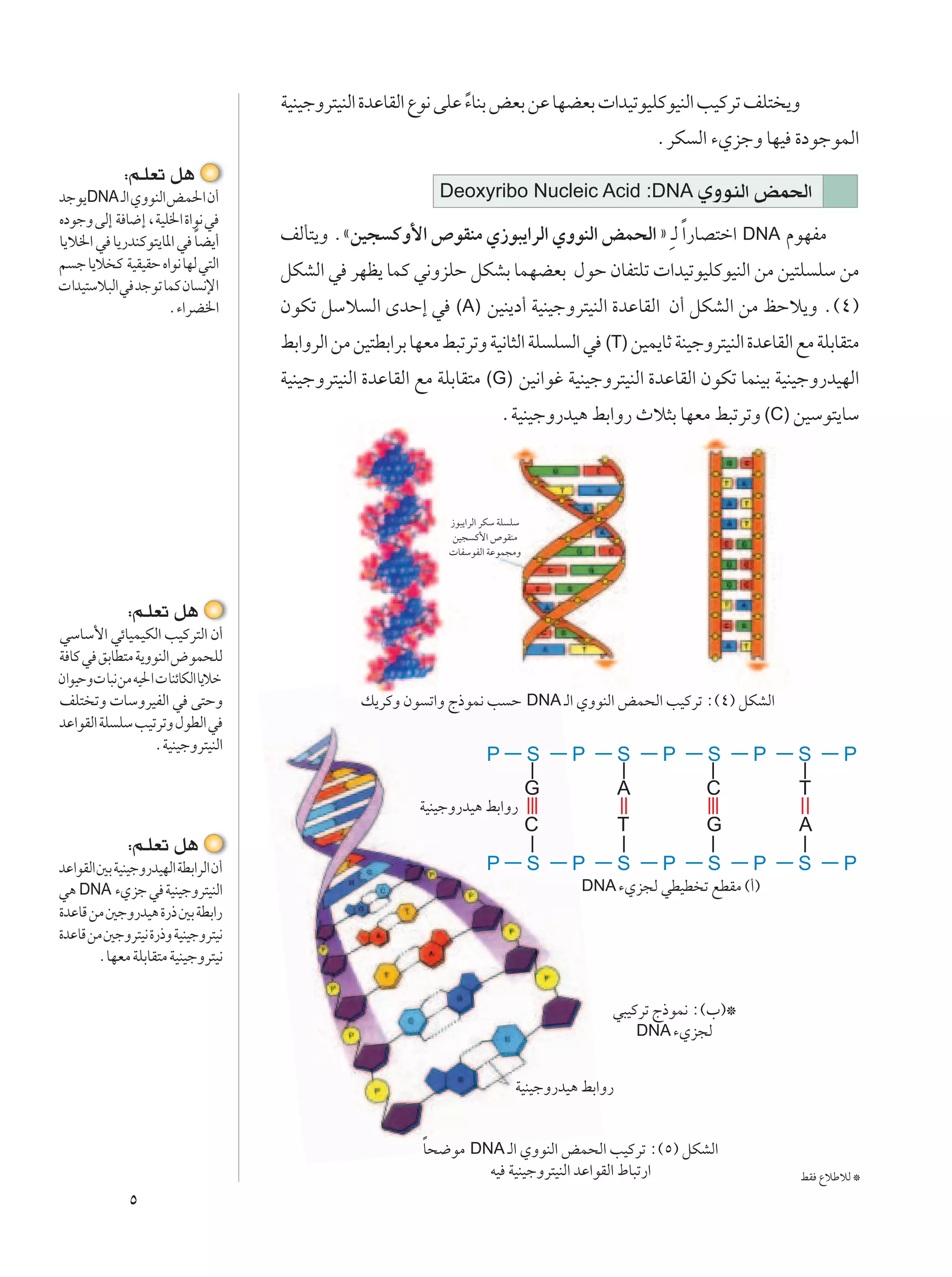 WOMOłËd²OMÃ« …bŽUIÃ« Ÿu½ vKŽ ¡UMÐ iFÐ sŽ UNCFÐ  «bOðuOKÂuOMÃ« VOÂdð nK² ¹Ë
                                                                  Î
                                                                                                      ÆdJ Ã« ¡ÍełË UNO …œułuLÃ«
             ∫r?KFð q¼
błu¹DNA ?Ã« ÍËuMÃ«iL(« Ê√                                     Deoxyribo Nucleic Acid :DNA ÍËuMÃ«                   iL(«
ÁœułË vÃ≈ W U{≈ ¨WOK)« …«u½ w
                         Î
U¹ö)« w U¹—bMÂu²¹U*« w UC¹√          nÃQ²¹Ë ÆåsO− ÂË_« ’uIMÄ Í“u³¹«dÃ« ÍËuMÃ« iL×Ã« ò  ?Ã Î«—UB²š« DNA ÂuNHÄ
r ł U¹ö Â WOIOIŠ Á«u½ UNÃ w²Ã«       qJAÃ« w dNE¹ ULÂ w½ËeKŠ qJAÐ ULNCFÐ ‰uŠ ÊUH²Kð  «bOðuOKÂuOMÃ« sÄ sO²K KÝ sÄ
 «bO²Ýö³Ã« w błuð ULÂ ÊU ½ù«
                    Æ¡«dC)«          ÊuJð qÝö Ã« ÈbŠ≈ w (A) sOM¹œ√ WOMOłËd²OMÃ« …bŽUIÃ« Ê√ qJAÃ« sÄ kŠö¹Ë Æ©¥®
                                     jÐ«ËdÃ« sÄ sO²DÐ«dÐ UNFÄ j³ðdðË WO½U¦Ã« WK K Ã« w (T) sOL¹UŁ WMOłËd²OMÃ« …bŽUIÃ« lÄ WKÐUI²Ä
                                     WOMOłËd²OMÃ« …bŽUIÃ« lÄ WKÐUI²Ä (G) sO½«už WOMOłËd²OMÃ« …bŽUIÃ« ÊuJð ULMOÐ WOMOłË—bONÃ«
                                                                           ÆWOMOłË—bO¼ jÐ«Ë— Àö¦Ð UNFÄ j³ðdðË (C) sOÝu²¹UÝ



                                                               “u³¹«dÃ« dJÝ WK KÝ
                                                               sO− Â_« ’uIMÄ
                                                                UHÝuHÃ« WŽuL−ÄË




              ∫r?KFð q¼
wÝUÝ_« wzUOLOJÃ« VOÂd²Ã« Ê√
W UÂ w oÐUD²Ä W¹ËuMÃ« ÷uL×KÃ
Ê«uOŠË U³½sÄ tO(«  UMzUJÃ« U¹öš
nK² ðË  UÝËdOHÃ« w v²ŠË                          p¹dÂË Êu ð«Ë Ã–uL½ V Š DNA ?Ã« ÍËuMÃ« iL×Ã« VOÂdð ∫©¥® qJAÃ«
bŽ«uIÃ« WK KÝ VOðdðË ‰uDÃ« w
                                                                        P           S   P         S   P     S      P   S      P
                 ÆWOMOłËd²OMÃ«

                                                                                    G             A         C          T
                                                          WOMOłË—bO¼ jÐ«Ë—
                                                                                    C             T         G          A
              ∫r?KFð q¼
bŽ«uIÃ« 5Ð WOMOłË—bONÃ« WDÐ«dÃ« Ê√                                      P           S   P         S   P     S      P   S      P
w¼ DNA ¡Íeł w WOMOłËd²OMÃ«                                                               DNA ¡Íe−Ã wDOD ð lDIÄ ©√®
…bŽUÁ sÄ 5łË—bO¼ …—– 5Ð WDÐ«—
…bŽUÁ sÄ 5łËd²O½ …—–Ë WOMOłËd²O½
        ÆUNFÄ WKÐUI²Ä WOMOłËd²O½

                                                                                              w³OÂdð Ã–uL½ ∫©»®™
                                                                                                  DNA ¡Íe−Ã


                                                                               WOMOłË—bO¼ jÐ«Ë—


                                                           U×{uÄ DNA ?Ã« ÍËuMÃ« iL×Ã« VOÂdð ∫©µ® qJAÃ«
                                                           Î
                                                                   tO WOMOłËd²OMÃ« bŽ«uIÃ« ◊U³ð—«                      jI ŸöÞöÃ ™
              µ
 