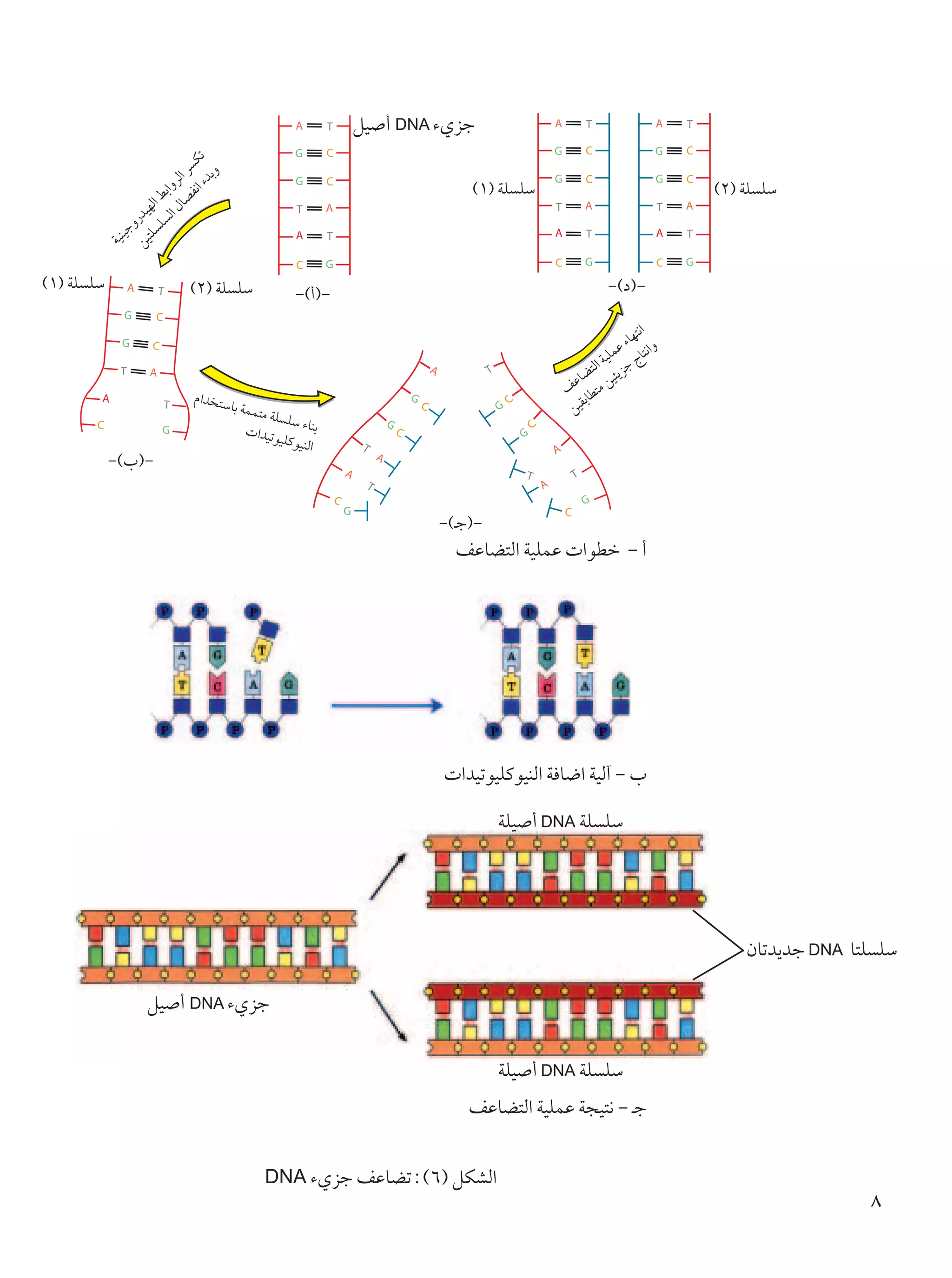 qO √ DNA ¡Íeł


                               ¡b Jð
                        UB Ã« d
                                 ÐË
                    Ã« ‰ Ëd
                          H ½«
                  K « j Ð«

                                                                           ©±® WK KÝ                             ©≤® WK KÝ
                        Ã
            sO —bON
                  Ë
               Oł
              ²K
            WOM




©±® WK KÝ                    ©≤® WK KÝ                                                            ≠©œ®≠
                                                     ≠©√®≠
                                                                                                           ½«
                                                                                                        UN²
                                                                                                     Ž ¡ U²½«Ë
                                                                                                  OKL Ã
                                                                                              Ã« W
                                                                                         ŽU C² O¾¹eł
                              Â«b ²Ý                                                    n UD²Ä s
                                                                                            Ð
                                     UÐ WL
                                         L ²Ä WK                                         sOI
                                                   KÝ
                                         «bOðu ¡UMÐ
                                                 OKÂ u OMÃ«
            ≠©»®≠


                                                                       ≠©?ł®≠
                                                                         nŽUC²Ã« WOKLŽ  «uDš ≠ √




                                                                        «bOðuOKÂuOMÃ« W U{« WOÃ¬ ≠ »

                                                                                WKO √ DNA WK KÝ




                                                                                                                     ÊUðb¹bł DNA U²K KÝ

                   qO √ DNA ¡Íeł


                                                                                WKO √ DNA WK KÝ
                                                                           nŽUC²Ã« WOKLŽ W−O²½ ≠ ?ł


                                             DNA ¡Íeł nŽUCð∫©∂® qJAÃ«
                                                                                                                                   ∏
 