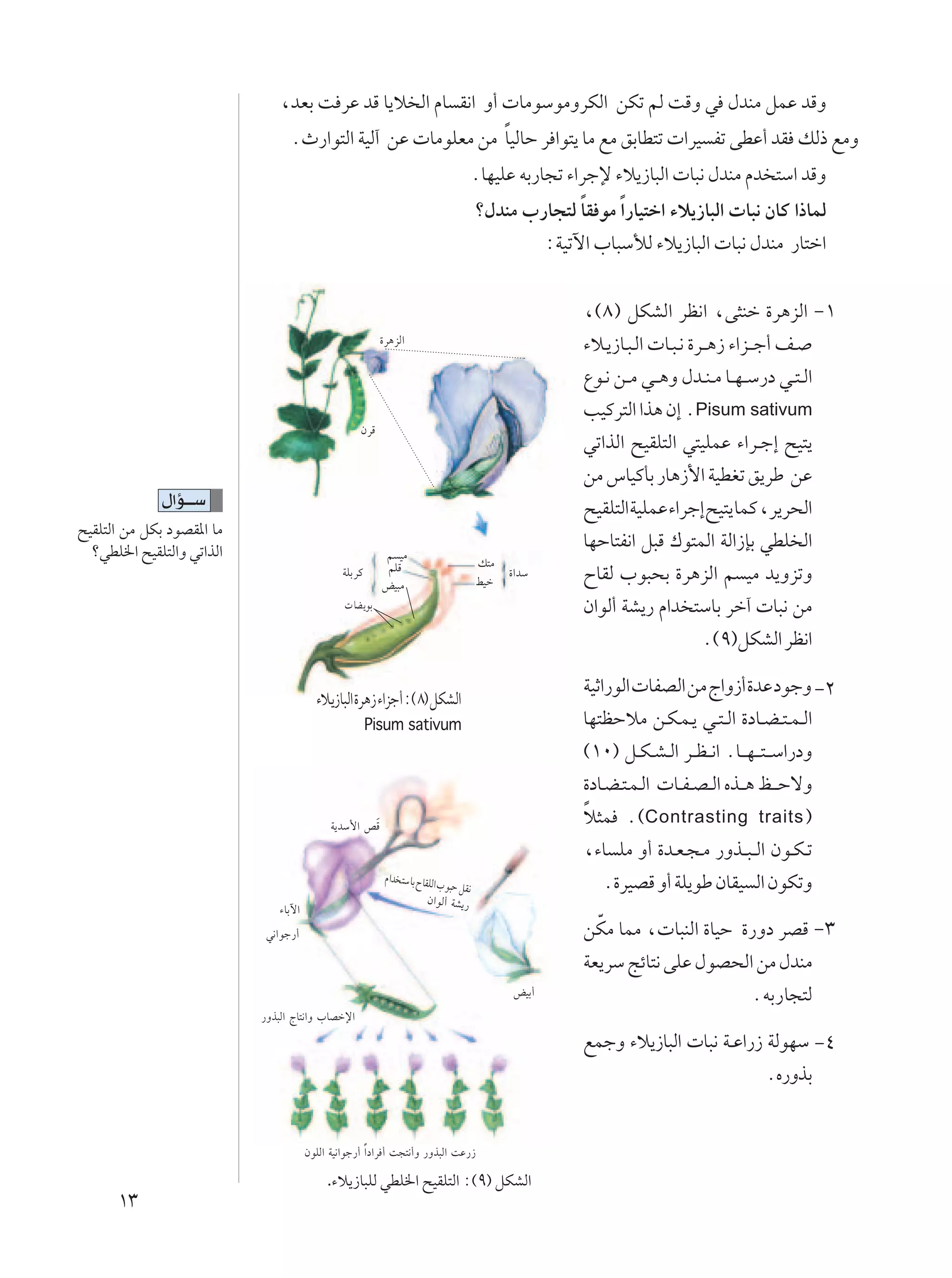 ¨bFÐ X dŽ bÁ U¹ö Ã« ÂU I½« Ë√  UÄuÝuÄËdJÃ« sJð rÃ XÁË w ‰bMÄ qLŽ bÁË
                                                             Î
                                 ÆÀ—«u²Ã« WOÃ¬ sŽ  UÄuKFÄ sÄ UOÃUŠ d «u²¹ UÄ lÄ oÐUD²ð  «dO Hð vDŽ√ bI pÃ– lÄË
                                                                                    ÆUNOKŽ tÐ—U−ð ¡«dłù ¡ö¹“U³Ã«  U³½ ‰bMÄ Âb ²Ý« bÁË
                                                                                                    Î
                                                                                    ø‰bMÄ »—U−²Ã UI uÄ Î«—UO²š« ¡ö¹“U³Ã«  U³½ ÊUÂ «–ULÃ
                                                                                                     ∫WOðü« »U³ÝúÃ ¡ö¹“U³Ã«  U³½ ‰bMÄ —U²š«


                                                                                                          ¨©∏® qJAÃ« dE½« ¨v¦Mš …d¼eÃ« ≠±
                                                         …d¼eÃ«                                           ¡ö??¹“U??³?Ã«  U??³?½ …d??¼“ ¡«e?? ł√ n??
                                                                                                          Ÿu??½ s??Ä w?? ¼Ë ‰b??M? Ä U??N? Ý—œ w??²? Ã«
                                                                                                          VOÂd²Ã« «c¼ Ê≈ ÆPisum sativum
                                                   ÊdÁ
                                                                                                          wð«cÃ« `OIK²Ã« w²OKLŽ ¡«d??ł≈ `O²¹
                                                                                                          sÄ ”UOÂQÐ —U¼“_« WODGð o¹dÞ sŽ
              ‰«R???Ý                                                                                     `OIK²Ã«WOKLŽ¡«dł≈`O²¹ULÂ¨d¹d×Ã«
`OIK²Ã« sÄ qJÐ œuBI*« UÄ
  øwDK)« `OIK²Ã«Ë wð«cÃ«
                                                                                                          UNŠU²H½« q³Á „u²LÃ« WÃ«“SÐ wDK Ã«
                                                         r OÄ
                                                          rKÁ                           p²Ä
                                               WKÐdÂ                                          …«bÝ        ÕUIÃ »u³×Ð …d¼eÃ« r OÄ b¹ËeðË
                                                         iO³Ä                           jOš
                                                 UC¹uÐ                                                    Ê«uÃ√ WA¹— Â«b ²ÝUÐ dš¬  U³½ sÄ
                                                                                                                                  Æ©π®qJAÃ« dE½«

                                                                                                          WOŁ«—uÃ«  UHBÃ« sÄ Ã«Ë“√ …bŽ œułË ≠≤
                                        ¡ö¹“U³Ã« …d¼“ ¡«eł√∫©∏® qJAÃ«
                                                       Pisum sativum                                      UN²EŠöÄ s??J?L?¹ w??²? Ã« …œU??C? ²? L? Ã«
                                                                                                          ©±∞® q??J? A? Ã« d??E? ½« ÆU?? N? ?²? ?Ý«—œË
                                                                                                          …œU??C?²?L?Ã«  U??H? B? Ã« Ác?? ¼ k???ŠôË
                                            W¹bÝ_« hÓÁ
                                                                                                          ö¦L Æ©Contrasting traits ®
                                                                                                          Î
                                                                                                          ¨¡U KÄ Ë√ …b??F?−?Ä —Ëc??³? Ã« Êu??J? ð
                                                          Â«b ²Ý UÐ Õ UIKÃ«
                                                                            » u³Š qI½                         Æ…dOBÁ Ë√ WK¹uÞ ÊUIO Ã« ÊuJðË
                                                                        Ê« uÃ √ WA¹—
                              ¡UÐü«
                            w½«uł—√                                                                         Ò
                                                                                                          sJÄ ULÄ ¨ U³MÃ« …UOŠ …—Ëœ dBÁ ≠≥
                                                                                                          WF¹dÝ ZzU²½ vKŽ ‰uB×Ã« sÄ ‰bMÄ
                                                                                              iOÐ√                              ÆtÐ—U−²Ã
                           —Ëc³Ã« ÃU²½«Ë »UBšù«

                                                                                                          lLłË ¡ö¹“U³Ã«  U³½ W??Ž«—“ WÃuNÝ ≠¥
                                                                                                                                     ÆÁ—ËcÐ


                                      ÊuKÃ« WO½«uł—√ Î« œ«d √ X−²½√Ë —Ëc³Ã« XŽ—“

                                           .¡ö¹“U³KÃ wDK)« `OIK²Ã« ∫©π® qJAÃ«
      ±≥
 