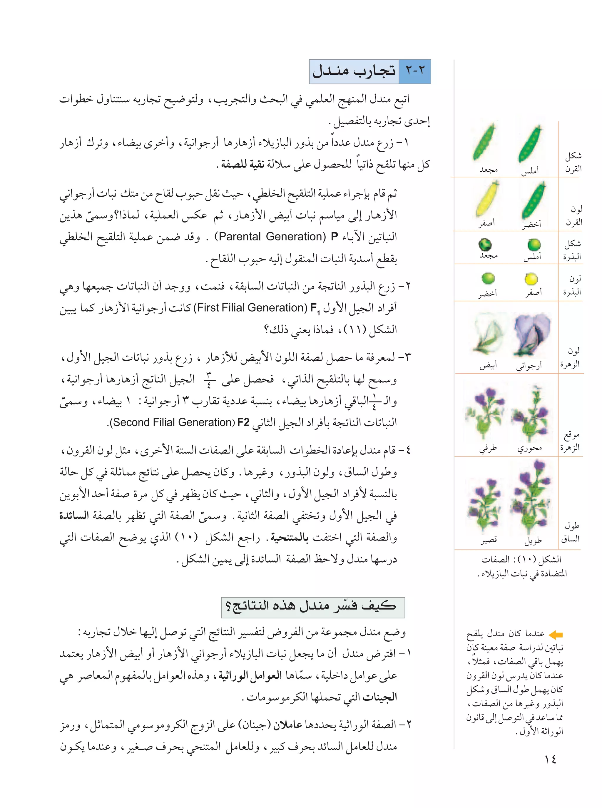 ‰b?MÄ »—U?& ≤≠≤
 «uDš ‰ËUM²MÝ tÐ—U−ð `O{u²ÃË ¨V¹d−²Ã«Ë Y×³Ã« w wLKFÃ« ZNMLÃ« ‰bMÄ l³ð«
                                                         ÆqOBH²ÃUÐ tÐ—U−ð ÈbŠ≈
—U¼“√ „dðË ¨¡UCOÐ Èdš√Ë ¨WO½«uł—√ U¼—U¼“√ ¡ö¹“U³Ã« —ËcÐ sÄ Î«œbŽ ‰bMÄ Ÿ—“ ≠±
                                                                                                              qJý
                                                                 Î
                                ÆWHBKÃ WOI½ WÃöÝ vKŽ ‰uB×KÃ UOð«– `IKð UNMÄ qÂ      bF−Ä                      ÊdIÃ«
                                                                                               fKÄ√

w½«uł—√  U³½ p²Ä sÄ ÕUIÃ »u³Š qI½ YOŠ ¨wDK Ã« `OIK²Ã« WOKLŽ ¡«dłSÐ ÂUÁ rŁ
                                                                                                               ÊuÃ
s¹c¼ vLÝËø«–ULÃ ¨WOKLFÃ« fJŽ rŁ ¨—U??¼“_« iOÐ√  U³½ rÝUOÄ vÃ≈ —U??¼“_«
     Ò                                                                                                        ÊdIÃ«
                                                                                    dH √       dCš√
wDK Ã« `OIK²Ã« WOKLŽ sL{ bÁË Æ ©Parental Generation) P ¡U??Ðü« sOðU³MÃ«                                      qJý
                                 ÆÕUIKÃ« »u³Š tOÃ≈ ‰uIMLÃ«  U³MÃ« W¹bÝ√ lDIÐ        bF−Ä        fKÄ√         …—c³Ã«

                                                                                                               ÊuÃ
w¼Ë UNFOLł  UðU³MÃ« Ê√ błËË ¨XLM ¨WIÐU Ã«  UðU³MÃ« sÄ W−ðUMÃ« —Ëc³Ã« Ÿ—“ ≠≤         dCš√        dH √         …—c³Ã«
sO³¹ ULÂ —U¼“_« WO½«uł—√ X½UÂ (First Filial Generation) F1 ‰Ë_« qO−Ã« œ«d √
                                              øpÃ– wMF¹ «–UL ¨©±±® qJAÃ«
                                                                                                               ÊuÃ
¨‰Ë_« qO−Ã«  UðU³½ —ËcÐ Ÿ—“ ¨ —U¼“úÃ iOÐ_« ÊuKÃ« WHBÃ qBŠ UÄ W dFLÃ ≠≥              iOÐ√                     …d¼eÃ«
                                                                                              w½«uł—√
¨WO½«uł—√ U¼—U¼“√ ZðUMÃ« qO−Ã«   ≥   vKŽ qB× ¨wð«cÃ« `OIK²ÃUÐ UNÃ `LÝË
                                 ¥
vLÝË ¨¡UCOÐ ± ∫WO½«uł—√ ≥ »—UIð W¹œbŽ W³ MÐ ¨¡UCOÐ U¼—U¼“√ wÁU³Ã« ± ?Ã«Ë
Ò                                                                   ¥
        .(Second Filial Generation® F2 w½U¦Ã« qO−Ã« œ«d QÐ W−ðUMÃ«  UðU³MÃ«
                                                                                                              lÁuÄ
¨ÊËdIÃ« ÊuÃ q¦Ä ¨Èdš_« W² Ã«  UHBÃ« vKŽ WIÐU Ã«  «uD Ã« …œUŽSÐ ‰bMÄ ÂUÁ ≠¥          w dÞ      Í—u×Ä          …d¼eÃ«

WÃUŠ qÂ w WKŁULÄ ZzU²½ vKŽ qB×¹ ÊUÂË ÆU¼dOžË ¨—Ëc³Ã« ÊuÃË ¨‚U Ã« ‰uÞË
s¹uÐ_« bŠ√ WH …dÄ qÂ w dNE¹ ÊUÂ YOŠ ¨w½U¦Ã«Ë ¨‰Ë_« qO−Ã« œ«d _ W³ MÃUÐ
…bzU Ã« WHBÃUÐ dNEð w²Ã« WHBÃ« vLÝË ÆWO½U¦Ã« WHBÃ« wH² ðË ‰Ë_« qO−Ã« w
                               Ò                                                                              ‰uÞ
w²Ã«  UHBÃ« `{u¹ ÍcÃ« ©±∞® qJAÃ« lł«— ÆWO×M²LÃUÐ XH²š« w²Ã« WHBÃ«Ë                  dOBÁ        q¹uÞ         ‚U Ã«

                         ÆqJAÃ« sOL¹ vÃ≈ …bzU Ã« WHBÃ« kŠôË ‰bMÄ UNÝ—œ               UHBÃ« ∫©±∞® qJAÃ«
                                                                                   Æ¡ö¹“U³Ã«  U³½ w …œUC²*«


                                     ø ZzU²MÃ« Ác¼ ‰bMÄ d Ò nOÂ
   ∫tÐ—U−ð ‰öš UNOÃ≈ q uð w²Ã« ZzU²MÃ« dO H²Ã ÷ËdHÃ« sÄ WŽuL−Ä ‰bMÄ l{Ë          `IK¹ ‰bMÄ ÊUÂ UÄbMŽ
                                                                                 ÊUÂ WMOFÄ WH WÝ«—bÃ 5ðU³½
bL²F¹ —U¼“_« iOÐ√ Ë√ —U¼“_« w½«uł—√ ¡ö¹“U³Ã«  U³½ qF−¹ UÄ Ê√ ‰bMÄ ÷d² « ≠±        Î
                                                                                 ¨ö¦L ¨ UHBÃ« wÁUÐ qLN¹
w¼ d UFLÃ« ÂuNHLÃUÐ qÄ«uFÃ« Ác¼Ë ¨WOŁ«—uÃ« qÄ«uFÃ« U¼ULÝ ¨WOKš«œ qÄ«uŽ vKŽ
                                                      Ò                          ÊËdIÃ« ÊuÃ ”—b¹ ÊUÂ UÄbMŽ
                                                                                 qJýË ‚U Ã« ‰uÞ qLN¹ ÊUÂ
                                         Æ UÄuÝuÄdJÃ« UNKL×ð w²Ã«  UMO−Ã«        ¨ UHBÃ« sÄ U¼dOžË —Ëc³Ã«
                                                                                 Êu½UÁ vÃ≈ q u²Ã« w bŽUÝ U2
eÄ—Ë ¨qŁUL²LÃ« wÄuÝuÄËdJÃ« ÃËeÃ« vKŽ ©ÊUMOł® ÊöÄUŽ U¼œb×¹ WOŁ«—uÃ« WHBÃ« ≠≤                   Æ‰Ë_« WŁ«—uÃ«
Êu??J¹ UÄbMŽË ¨dOG?? ·d?×Ð w×M²LÃ« qÄUFKÃË ¨dO³Â ·d×Ð bzU Ã« qÄUFKÃ ‰bMÄ
                                                                                                        ±¥
 