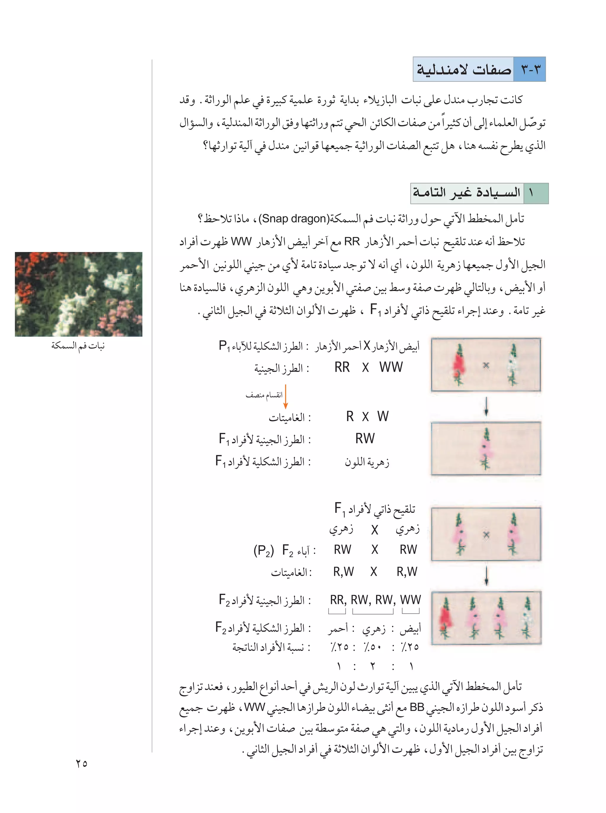 WOÃbMÄô  UH              ≥≠≥
                bÁË ÆWŁ«—uÃ« rKŽ w …dO³Â WOLKŽ …—uŁ W¹«bÐ ¡ö¹“U³Ã«  U³½ vKŽ ‰bMÄ »—U−ð X½UÂ
                ‰«R Ã«Ë ¨WOÃbMLÃ« WŁ«—uÃ« o Ë UN²Ł«—Ë r²ð w×Ã« szUJÃ«  UH sÄ Î«dO¦Â Ê√ vÃ≈ ¡ULKFÃ« q Ò uð
                     øUNŁ—«uð WOÃ¬ w ‰bMÄ sO½«uÁ UNFOLł WOŁ«—uÃ«  UHBÃ« l³²ð q¼ ¨UM¼ t H½ ÕdD¹ ÍcÃ«


                                                                         W?ÄU²Ã« dOž …œUO?? Ã« ±
                    økŠöð «–UÄ ¨(Snap dragon)WJL Ã« r  U³½ WŁ«—Ë ‰uŠ wðü« jD LÃ« qÄQð
                œ«d √  dNþ WW —U¼“_« iOÐ√ dš¬ lÄ RR —U¼“_« dLŠ√  U³½ `OIKð bMŽ t½√ kŠöð
                dLŠ_« sO½uKÃ« wMOł sÄ Í_ WÄUð …œUOÝ błuð ô t½√ Í√ ¨ÊuKÃ« W¹d¼“ UNFOLł ‰Ë_« qO−Ã«
                UM¼ …œUO ÃU ¨Íd¼eÃ« ÊuKÃ« w¼Ë s¹uÐ_« w²H sOÐ jÝË WH  dNþ wÃU²ÃUÐË ¨iOÐ_« Ë√
                   Æw½U¦Ã« qO−Ã« w WŁö¦Ã« Ê«uÃ_«  dNþ ¨ F1 œ«d _ wð«– `OIKð ¡«dł≈ bMŽË ÆWÄUð dOž

WJL Ã« r  U³½            P1 ¡UÐxÃ WOKJAÃ« “dDÃ« ∫ —U¼“_« dLŠ√ X —U¼“_« iOÐ√
                                  WOMO−Ã« “dDÃ« ∫    RR X WW
                                nBMÄ ÂU I½«

                                       U²OÄUGÃ« ∫       R X W
                         F1 œ«d _ WOMO−Ã« “dDÃ« ∫          RW
                        F1 œ«d _ WOKJAÃ« “dDÃ« ∫        ÊuKÃ« W¹d¼“


                                                     F1 œ«d _ wð«– `OIKð
                                                    Íd¼“ X Íd¼“
                                  (P2) F2 ¡UÐ¬ ∫     RW       X       RW
                                        U²OÄUGÃ«∫    R,W      X       R,W

                         F2 œ«d _ WOMO−Ã« “dDÃ« ∫   RR, RW, RW, WW

                        F2 œ«d _ WOKJAÃ« “dDÃ« ∫dLŠ√ ∫ Íd¼“ ∫ iOÐ√
                            W−ðUMÃ« œ«d _« W³ ½ ∫•≤µ ∫ •µ∞ ∫ •≤µ
                                                  ± ∫ ≤ ∫ ±
                ÃË«eð bMF ¨—uODÃ« Ÿ«u½√ bŠ√ w g¹dÃ« ÊuÃ À—«uð WOÃ¬ sO³¹ ÍcÃ« wðü« jD LÃ« qÄQð
                lOLł  dNþ ¨WW wMO−Ã« U¼“«dÞ ÊuKÃ« ¡UCOÐ v¦½√ lÄ BB wMO−Ã« Á“«dÞ ÊuKÃ« œuÝ√ dÂ–
                ¡«dł≈ bMŽË ¨s¹uÐ_«  UH sOÐ WDÝu²Ä WH w¼ w²Ã«Ë ¨ÊuKÃ« W¹œUÄ— ‰Ë_« qO−Ã« œ«d √
                             Æw½U¦Ã« qO−Ã« œ«d √ w WŁö¦Ã« Ê«uÃ_«  dNþ ¨‰Ë_« qO−Ã« œ«d √ sOÐ ÃË«eð
     ≤µ
 