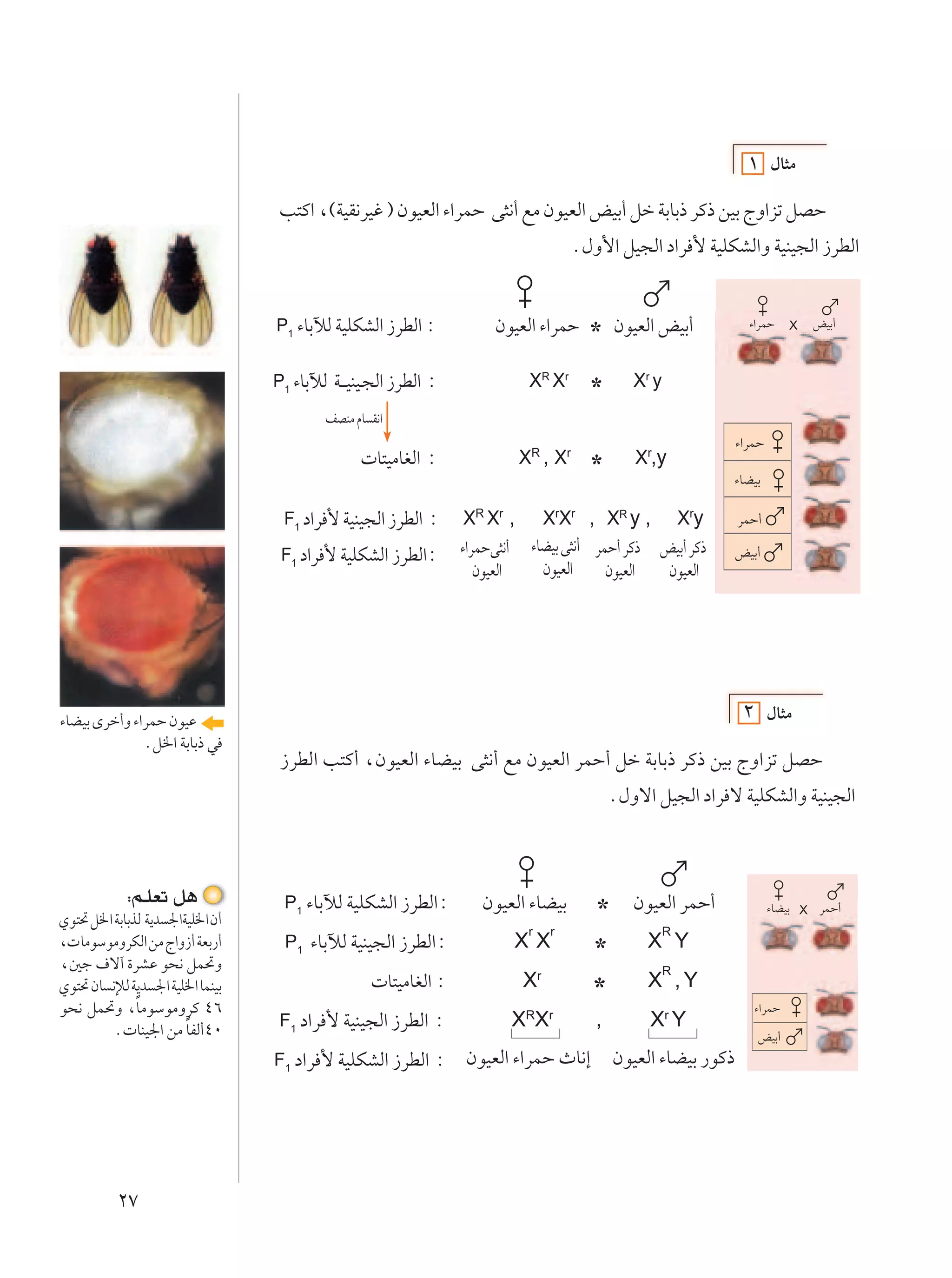 ±     ‰U¦Ä

                                 V²Â« ¨©WOI½dOž ® ÊuOFÃ« ¡«dLŠ v¦½√ lÄ ÊuOFÃ« iOÐ√ qš WÐUÐ– dÂ– sOÐ ÃË«eð qBŠ
                                                                                    Æ‰Ë_« qO−Ã« œ«d _ WOKJAÃ«Ë WOMO−Ã« “dDÃ«


                                 P1 ¡UÐxÃ WOKJAÃ« “dDÃ« ∫              ÊuOFÃ« ¡«dLŠ * ÊuOFÃ« iOÐ√             ¡«dLŠ      X   iOÐ√



                                 P1 ¡UÐxÃ   W?? OMO?−Ã« “dDÃ« ∫             XR Xr     *       Xr y
                                           nBMÄ ÂU I½«
                                                                                                            ¡«dLŠ
                                                  U²OÄUGÃ« ∫               XR , Xr    *       Xr,y
                                                                                                            ¡UCOÐ

                                  F1 œ«d    _ WOMO−Ã« “dDÃ« ∫      XR Xr , XrXr , XR y , Xry                dLŠ√

                                  F1 œ«d   _ WOKJAÃ« “dDÃ«∫       ¡«dLŠv¦½√ ¡UCOÐ v¦½√ dLŠ√ dÂ– iOÐ√ dÂ–    iOÐ√
                                                                     ÊuOFÃ«   ÊuOFÃ«     ÊuOFÃ«  ÊuOFÃ«




¡UCOÐ Èdš√Ë ¡«dLŠ ÊuOŽ                                                                                              ‰U¦Ä
              Æq)« WÐUÐ– w
                                  “dDÃ« V²Â√ ¨ÊuOFÃ« ¡UCOÐ v¦½√ lÄ ÊuOFÃ« dLŠ√ qš WÐUÐ– dÂ– sOÐ ÃË«eð qBŠ
                                                                                           Æ‰Ëô« qO−Ã« œ«d ô WOKJAÃ«Ë WOMO−Ã«



            ∫r?KFð q¼             P1 ¡UÐxÃ WOKJAÃ« “dDÃ«∫            ÊuOFÃ« ¡UCOÐ      * ÊuOFÃ« dLŠ√                ¡UCOÐ X dLŠ√
Íu²% q)« WÐUÐcÃ W¹b '«WOK)« Ê√
                                                                            r   r           R
¨ UÄuÝuÄËdJÃ« sÄ Ã«Ë“√ WFÐ—√      P1   ¡UÐxÃ WOMO−Ã« “dDÃ«∫               XX           *  X Y
¨5ł ·ô¬ …dAŽ u×½ qL%Ë                                                                       R
Íu²% ÊU ½ûÃ W¹b '« WOK)« ULMOÐ                      U²OÄUGÃ« ∫             Xr          *  X ,Y
              Î
u×½ qL%Ë ¨UÄuÝuÄËdÂ ¥∂                                                                                         ¡«dLŠ
                       Î
         Æ UMO'« sÄ UHÃ√¥∞       F1 œ«d    _ WOMO−Ã« “dDÃ« ∫             XRXr          ,        Xr Y
                                                                                                                  iOÐ√
                                 F1 œ«d    _ WOKJAÃ« “dDÃ« ∫ ÊuOFÃ« ¡«dLŠ ÀU½≈ ÊuOFÃ« ¡UCOÐ —uÂ–




          ≤∑
 