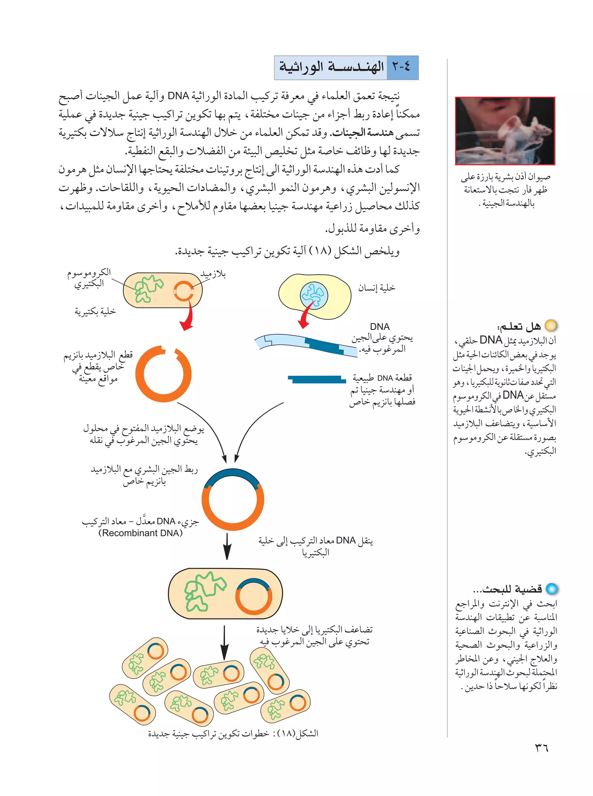 WOŁ«—uÃ« W??Ýb?MNÃ« ≤≠¥
`³ √  UMO−Ã« qLŽ WOÃ¬Ë DNA WOŁ«—uÃ« …œULÃ« VOÂdð W dFÄ w ¡ULKFÃ« oLFð W−O²½
                                                                              Î
WOKLŽ w …b¹bł WOMOł VOÂ«dð s¹uJð UNÐ r²¹ ¨WHK² Ä  UMOł sÄ ¡«eł√ jÐ— …œUŽ≈ UMJLÄ
W¹dO²JÐ  ôöÝ ÃU²½≈ WOŁ«—uÃ« WÝbMNÃ« ‰öš sÄ ¡ULKFÃ« sJLð bÁË . UMO−Ã« WÝbM¼ vL ð
              .WODHMÃ« lI³Ã«Ë  öCHÃ« sÄ W¾O³Ã« hOK ð q¦Ä W Uš nzUþË UNÃ …b¹bł
ÊuÄd¼ q¦Ä ÊU ½ù« UNłU²×¹ WHK² Ä  UMOðËdÐ ÃU²½≈ vÃ« WOŁ«—uÃ« WÝbMNÃ« Ác¼  œ√ ULÂ                vKŽ …“—UÐ W¹dAÐ Ê–√ Ê«uO
 dNþË . UŠUIKÃ«Ë ¨W¹uO×Ã«  «œUCLÃ«Ë ¨ÍdA³Ã« uLMÃ« ÊuÄd¼Ë ¨ÍdA³Ã« sOÃu ½ù«                      W½UF²ÝôUÐ X−²½ —Q dNþ
¨ «bO³LKÃ WÄËUIÄ Èdš√Ë ¨ÕöÄúÃ ÂËUIÄ UNCFÐ UOMOł WÝbMNÄ WOŽ«—“ qO U×Ä pÃcÂ                          ÆWOMO−Ã« WÝbMNÃUÐ

                                                                   .‰uÐcKÃ WÄËUIÄ Èdš√Ë
                             .…b¹bł WOMOł VOÂ«dð s¹uJð WOÃ¬ ©±∏® qJAÃ« h K¹Ë
  ÂuÝuÄËdJÃ«                           bOÄ“öÐ
    ÍdO²J³Ã«                                                               ÊU ½≈ WOKš

    W¹dO²JÐ WOKš
                                                                              DNA                          ∫r?KFð q¼
                                                                         sO−Ã«vKŽ Íu²×¹      ¨wIKŠ DNA q¦1 bOÄ“ö³Ã« Ê√
                                                                          .tO »uždLÃ«        q¦Ä WO(«  UMzUJÃ« iFÐ w błu¹
 r¹e½UÐ bOÄ“ö³Ã« lDÁ
   w lDI¹ ’Uš                                                                                 UMO'« qL×¹Ë ¨…dOL)«Ë U¹dO²J³Ã«
     WMOFÄ lÁ«uÄ                                                        WOFO³Þ DNA WFDÁ      u¼Ë ¨U¹dO²J³KÃ W¹u½UŁ UH œb% w²Ã«
                                                                                             ÂuÝuÄËdJÃ« w DNA sŽ qI² Ä
                                                                        rð UOMOł WÝbMNÄ Ë√
                                                                        ’Uš r¹e½UÐ UNKB
                                                                                             W¹uO(« WDA½_UÐ’U)«Ë ÍdO²J³Ã«
      ‰uK×Ä w Õu²HLÃ« bOÄ“ö³Ã« l{u¹                                                          bOÄ“ö³Ã« nŽUC²¹Ë ¨WOÝUÝ_«
       tKI½ w »uždLÃ« sO−Ã« Íu²×¹                                                            ÂuÝuÄËdJÃ« sŽ WKI² Ä …—uBÐ
                                                                                                                     .ÍdO²J³Ã«
        bOÄ“ö³Ã« lÄ ÍdA³Ã« sO−Ã« jÐ—
                 ’Uš r¹e½UÐ


      VOÂd²Ã« œUFÄ ≠ ‰bFÄ DNA ¡Íeł
                      ]
         ©Recombinant DNA®
                                                 WOKš vÃ≈ VOÂd²Ã« œUFÄ DNA qIM¹
                                                            U¹dO²J³Ã«


                                                                                                   ÆÆÆY×³KÃ WOCÁ
                                                                                             lł«d*«Ë X½d²½ù« w Y×Ð«
                                                                                             WÝbMNÃ«  UIO³Dð sŽ W³ÝUM*«
                                                 …b¹bł U¹öš vÃ≈ U¹dO²J³Ã« nŽUCð              WOŽUMBÃ« Àu×³Ã« w WOŁ«—uÃ«
                                                  tO »uždLÃ« sO−Ã« vKŽ Íu²×ð                 WO×BÃ« Àu×³Ã«Ë WOŽ«—eÃ«Ë
                                                                                             dÞU *« sŽË ¨wMO'« ÃöFÃ«Ë
                                                                                             WOŁ«—uÃ« WÝbMNÃ« Àu×³Ã WKL²;«
                                                                                                         Î
                                                                                              Æs¹bŠ «– UŠöÝ UN½uJÃ Î«dE½



                       …b¹bł WOMOł VOÂ«dð s¹uJð  «uDš ∫©±∏®qJAÃ«
                                                                                                                       ≥∂
 
