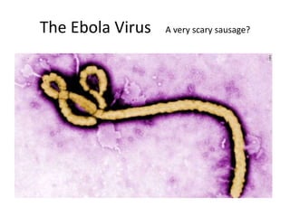 The Ebola Virus A very scary sausage?
 