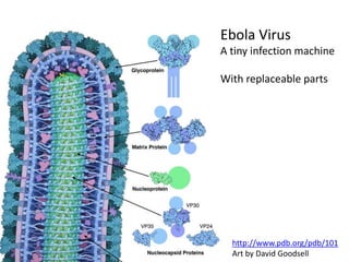 http://www.pdb.org/pdb/101
Art by David Goodsell
Ebola Virus
A tiny infection machine
With replaceable parts
 