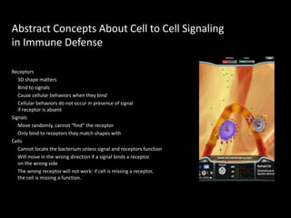 Abstract Concepts About Cell to Cell Signaling
in Immune Defense
Receptors
3D shape matters
Bind to signals
Cause cellular behaviors when they bind
Cellular behaviors do not occur in presence of signal
if receptor is absent
Signals
Move randomly, cannot “find” the receptor
Only bind to receptors they match shapes with
Cells
Cannot locate the bacterium unless signal and receptors function
Will move in the wrong direction if a signal binds a receptor
on the wrong side
The wrong receptor will not work: if cell is missing a receptor,
the cell is missing a function.
 