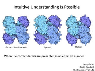 Image from
David Goodsell
The Machinery of Life
When the correct details are presented in an effective manner
Intuitive Understanding Is Possible
 