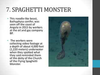 7. SPAGHETTI MONSTER
• This noodle-like beast,
Bathyphysa conifer, was
seen off the coast of
Angola in 2015 by workers
at the oil and gas company
BP.
• The workers were
collecting video footage at
a depth of about 4,000 feet
(1,220 meters) underwater
when they spotted what
they said reminded them
of the deity of the Church
of the Flying Spaghetti
Monster.
 