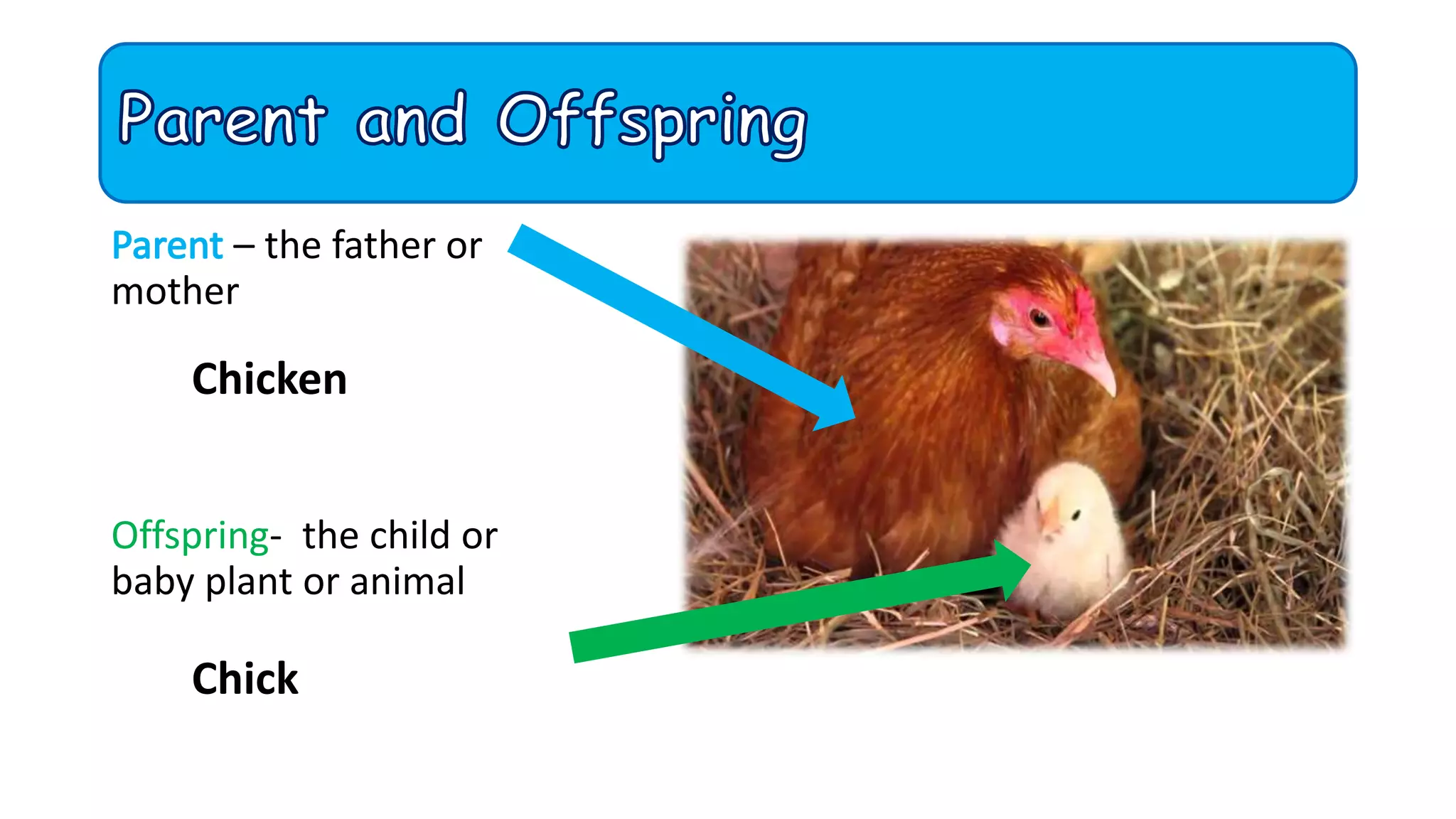 – the father or
mother
Offspring- the child or
baby plant or animal
Chicken
Chick