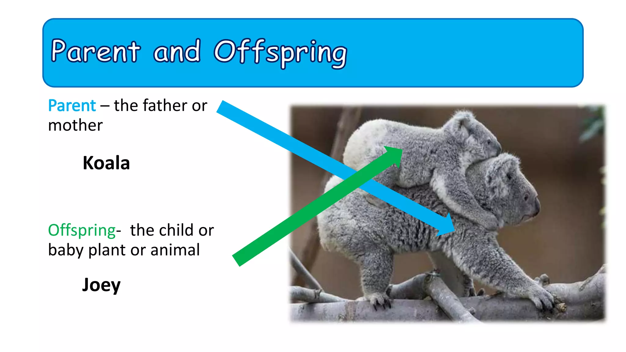 – the father or
mother
Offspring- the child or
baby plant or animal
Koala
Joey