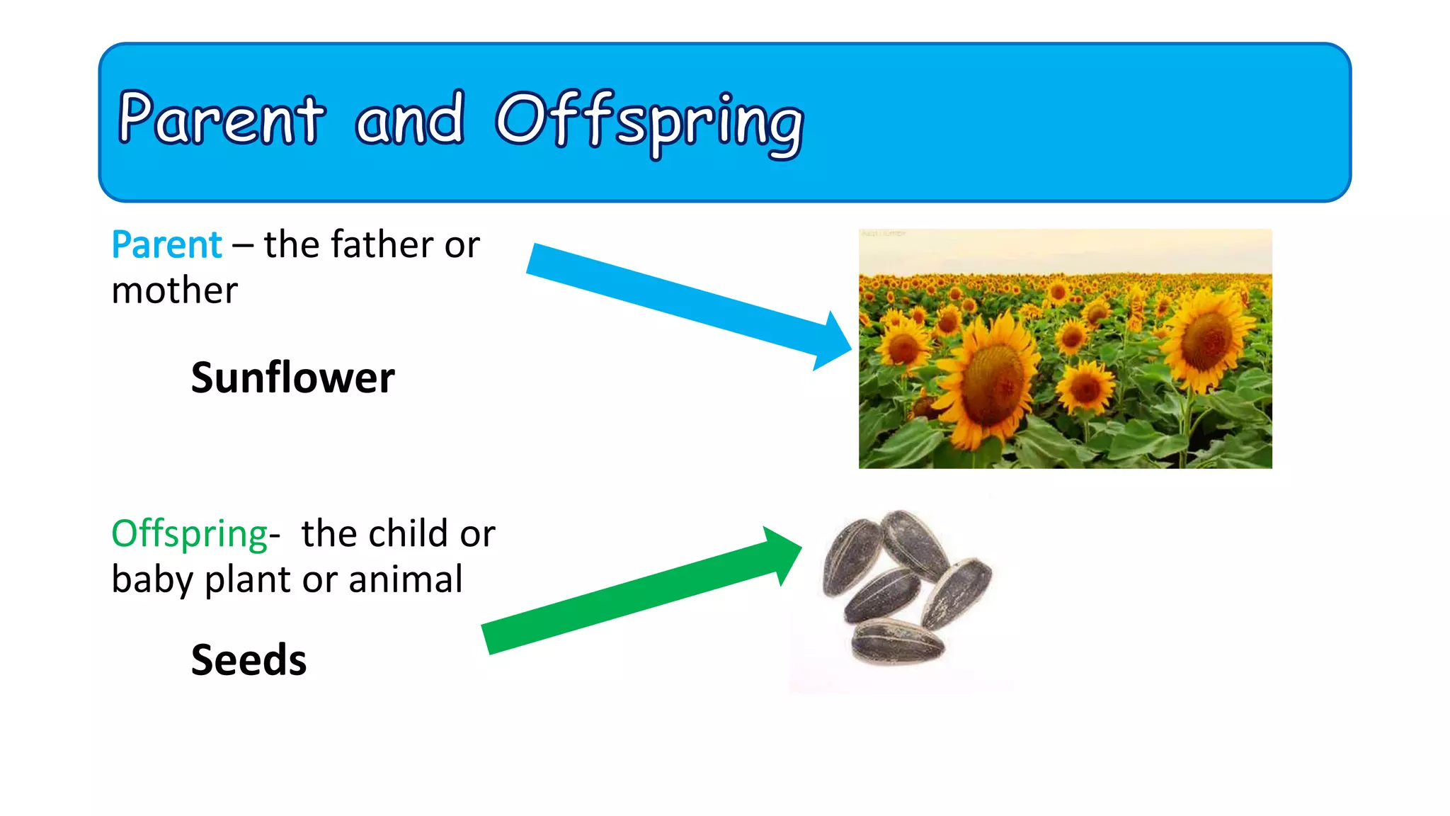 – the father or
mother
Offspring- the child or
baby plant or animal
Sunflower
Seeds