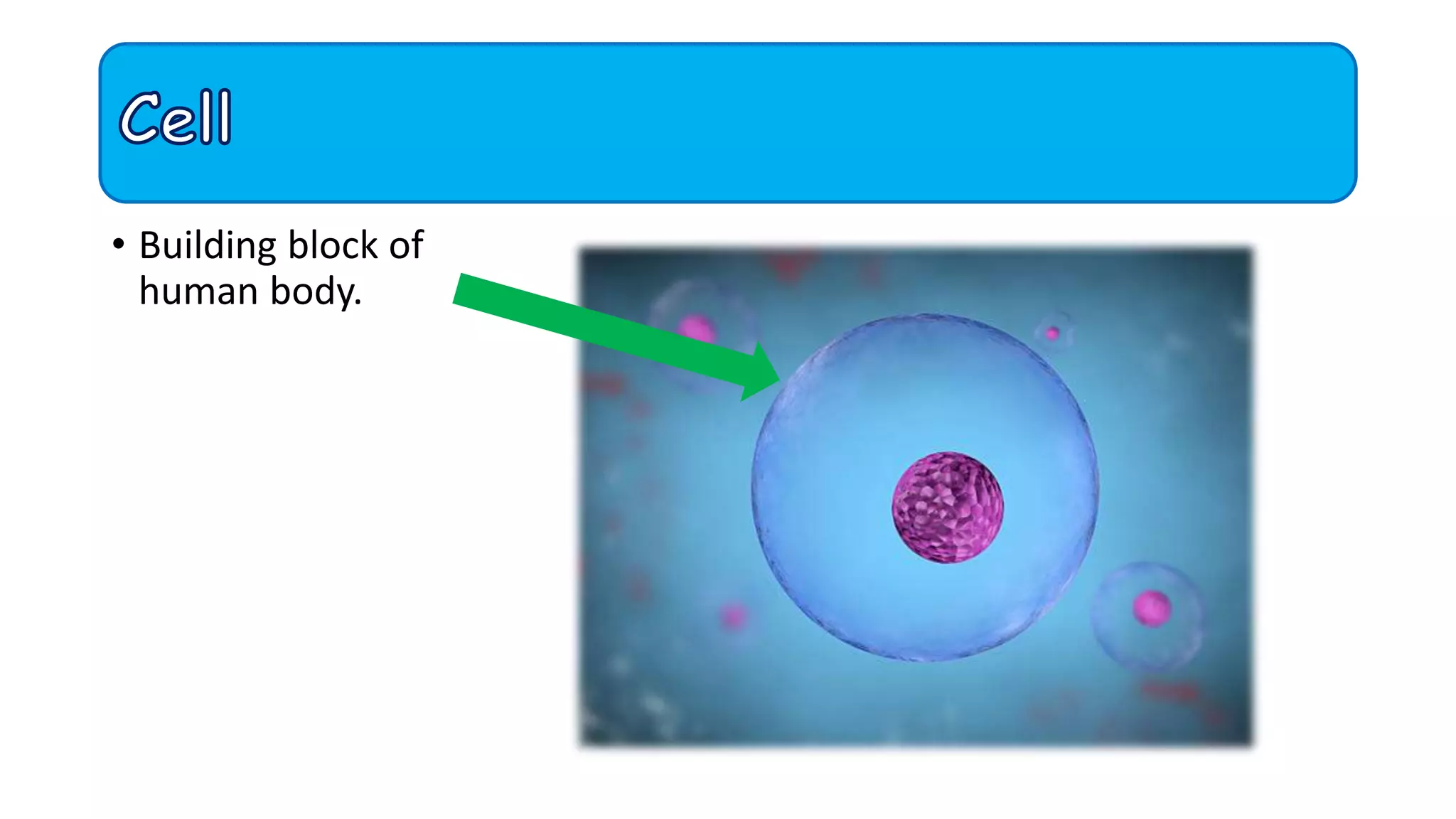 • Building block of
human body.