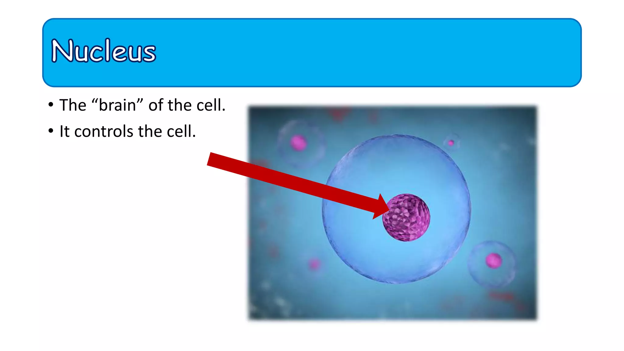 • The “brain” of the cell.
• It controls the cell.