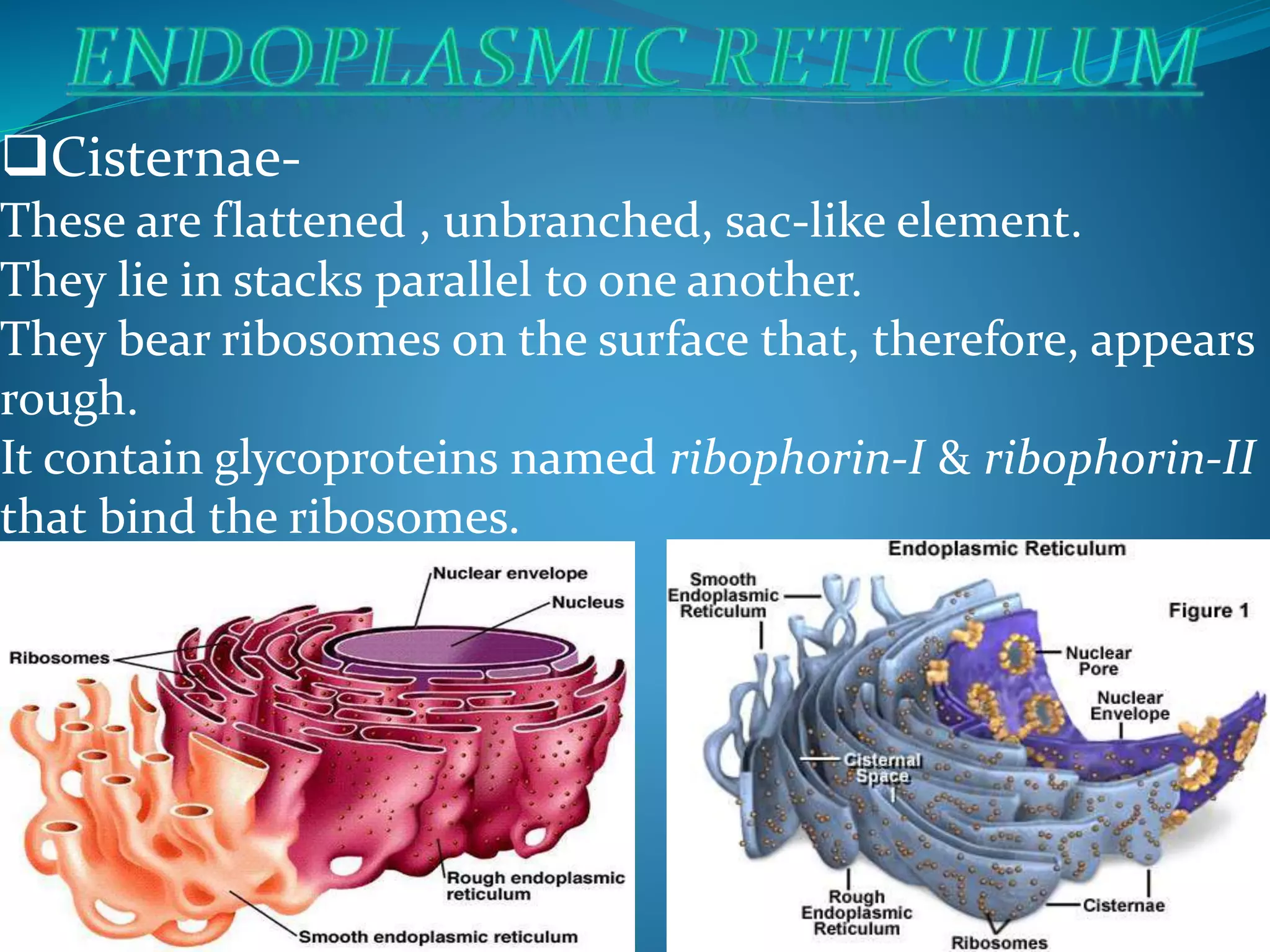 Cisterna Rer CELL ORGANELLES | PPTX