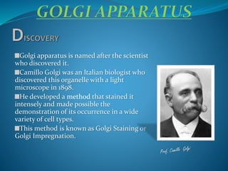 Golgi apparatus is named after the scientist
who discovered it.
Camillo Golgi was an Italian biologist who
discovered this organelle with a light
microscope in 1898.
He developed a method that stained it
intensely and made possible the
demonstration of its occurrence in a wide
variety of cell types.
This method is known as Golgi Staining or
Golgi Impregnation.
 