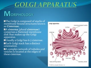 The Golgi is composed of stacks of
membrane-bound structures known
as Cisternae.
A cisterna (plural cisternae)
comprises a flattened membrane
disk that makes up the Golgi
apparatus.
Usually a Golgi has 6-7 cisternae.
Each Golgi stack has a distinct
orientation.
A complex network of tubules and
vesicles is located at the edges of
these cisternae.
 