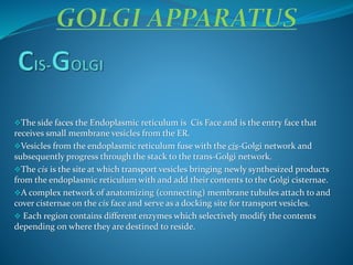 The side faces the Endoplasmic reticulum is Cis Face and is the entry face that
receives small membrane vesicles from the ER.
Vesicles from the endoplasmic reticulum fuse with the cis-Golgi network and
subsequently progress through the stack to the trans-Golgi network.
The cis is the site at which transport vesicles bringing newly synthesized products
from the endoplasmic reticulum with and add their contents to the Golgi cisternae.
A complex network of anatomizing (connecting) membrane tubules attach to and
cover cisternae on the cis face and serve as a docking site for transport vesicles.
 Each region contains different enzymes which selectively modify the contents
depending on where they are destined to reside.
 