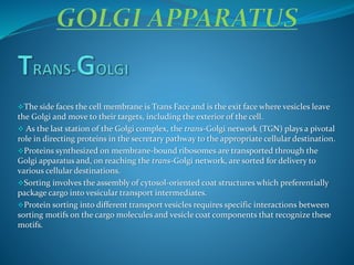 The side faces the cell membrane is Trans Face and is the exit face where vesicles leave
the Golgi and move to their targets, including the exterior of the cell.
 As the last station of the Golgi complex, the trans-Golgi network (TGN) plays a pivotal
role in directing proteins in the secretary pathway to the appropriate cellular destination.
Proteins synthesized on membrane-bound ribosomes are transported through the
Golgi apparatus and, on reaching the trans-Golgi network, are sorted for delivery to
various cellular destinations.
Sorting involves the assembly of cytosol-oriented coat structures which preferentially
package cargo into vesicular transport intermediates.
Protein sorting into different transport vesicles requires specific interactions between
sorting motifs on the cargo molecules and vesicle coat components that recognize these
motifs.
 