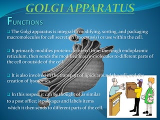  The Golgi apparatus is integral in modifying, sorting, and packaging
macromolecules for cell secretion (exocytosis) or use within the cell.
 It primarily modifies proteins delivered from the rough endoplasmic
reticulum, then sends the modified macro-molecules to different parts of
the cell or outside of the cell.
 It is also involved in the transport of lipids around the cell, and the
creation of lysosomes.
 In this respect it can be thought of as similar
to a post office; it packages and labels items
which it then sends to different parts of the cell.
 