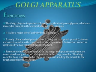  The Golgi plays an important role in the synthesis of proteoglycans, which are
molecules present in the extracellular matrix of animals.
 It is also a major site of carbohydrate synthesis.
 A newly characterized protein, GAAP (Golgi anti-apoptotic protein), almost
exclusively resides in the Golgi and protects against cell destruction known as
apoptosis by an as-yet undefined mechanism.
 Sometimes vital proteins needed in the rough endoplasmic reticulum are
transported along with the other proteins in the Golgi complex. The Golgi
complex has a mechanism for trapping them and sending them back to the
rough endoplasmic reticulum.
 
