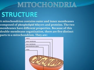 A mitochondrion contains outer and inner membranes
composed of phospholipid bilayers and proteins. The two
membranes have different properties. Because of this
double-membrane organization, there are five distinct
parts to a mitochondrion. They are:
 