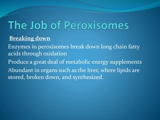Breaking down
Enzymes in peroxisomes break down long chain fatty
acids through oxidation
Produce a great deal of metabolic energy supplements
Abundant in organs such as the liver, where lipids are
stored, broken down, and synthesized.
 