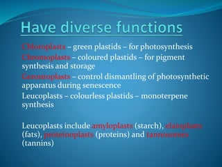 Chloroplasts – green plastids – for photosynthesis
Chromoplasts – coloured plastids – for pigment
synthesis and storage
Gerontoplasts – control dismantling of photosynthetic
apparatus during senescence
Leucoplasts – colourless plastids – monoterpene
synthesis
Leucoplasts include amyloplasts (starch), elaioplasts
(fats), proteinoplasts (proteins) and tannosomes
(tannins)
 