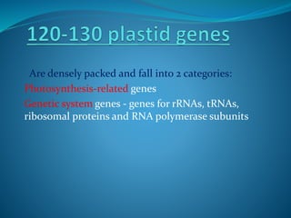 Are densely packed and fall into 2 categories:
Photosynthesis-related genes
Genetic system genes - genes for rRNAs, tRNAs,
ribosomal proteins and RNA polymerase subunits
 