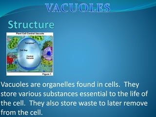 Vacuoles are organelles found in cells. They
store various substances essential to the life of
the cell. They also store waste to later remove
from the cell.
 