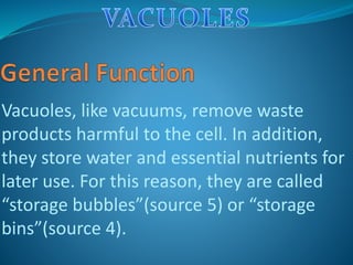 Vacuoles, like vacuums, remove waste
products harmful to the cell. In addition,
they store water and essential nutrients for
later use. For this reason, they are called
“storage bubbles”(source 5) or “storage
bins”(source 4).
 