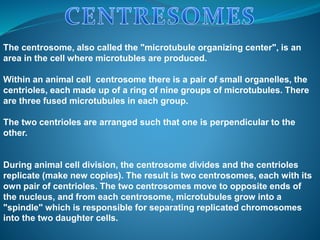 The centrosome, also called the "microtubule organizing center", is an
area in the cell where microtubles are produced.
Within an animal cell centrosome there is a pair of small organelles, the
centrioles, each made up of a ring of nine groups of microtubules. There
are three fused microtubules in each group.
The two centrioles are arranged such that one is perpendicular to the
other.
During animal cell division, the centrosome divides and the centrioles
replicate (make new copies). The result is two centrosomes, each with its
own pair of centrioles. The two centrosomes move to opposite ends of
the nucleus, and from each centrosome, microtubules grow into a
"spindle" which is responsible for separating replicated chromosomes
into the two daughter cells.
 