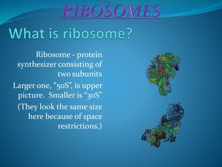 Ribosome - protein
synthesizer consisting of
two subunits
Larger one, “50S”, is upper
picture. Smaller is “30S”
(They look the same size
here because of space
restrictions.)
 