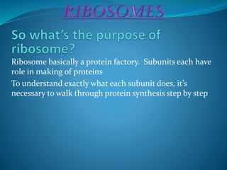 Ribosome basically a protein factory. Subunits each have
role in making of proteins
To understand exactly what each subunit does, it’s
necessary to walk through protein synthesis step by step
 