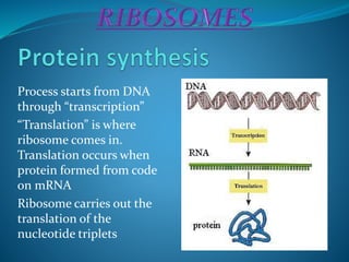 Process starts from DNA
through “transcription”
“Translation” is where
ribosome comes in.
Translation occurs when
protein formed from code
on mRNA
Ribosome carries out the
translation of the
nucleotide triplets
 