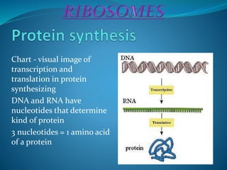 Chart - visual image of
transcription and
translation in protein
synthesizing
DNA and RNA have
nucleotides that determine
kind of protein
3 nucleotides = 1 amino acid
of a protein
 