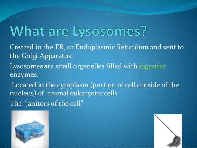 Which Organelle Breaks Down Organelles That Are No Longer Useful? CELL ORGANELLES
