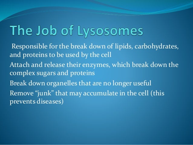 Which Organelle Breaks Down Organelles That Are No Longer Useful? CELL ORGANELLES