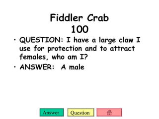 Fiddler Crab 100 QUESTION: I have a large claw I use for protection and to attract females, who am I? ANSWER:  A male 