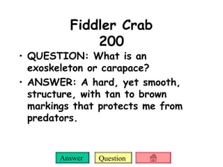Fiddler Crab 200 QUESTION: What is an exoskeleton or carapace? ANSWER: A hard, yet smooth, structure, with tan to brown markings that protects me from predators. 