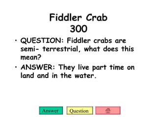 Fiddler Crab 300 QUESTION: Fiddler crabs are semi- terrestrial, what does this mean? ANSWER: They live part time on land and in the water. 
