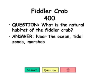 Fiddler Crab 400 QUESTION: What is the natural habitat of the fiddler crab? ANSWER: Near the ocean, tidal zones, marshes 