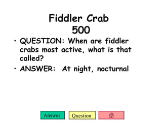 Fiddler Crab  500 QUESTION: When are fiddler crabs most active, what is that called? ANSWER:  At night, nocturnal 