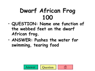Dwarf African Frog 100 QUESTION: Name one function of the webbed feet on the dwarf African frog. ANSWER: Pushes the water for swimming, tearing food 