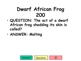 Dwarf African Frog 200 QUESTION: The act of a dwarf African frog shedding its skin is called? ANSWER: Molting 