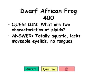 Dwarf African Frog 400 QUESTION: What are two characteristics of pipids? ANSWER: Totally aquatic, lacks moveable eyelids, no tongues 