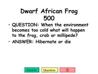 Dwarf African Frog 500 QUESTION: When the environment becomes too cold what will happen to the frog, crab or millipede? ANSWER: Hibernate or die 