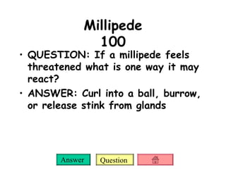 Millipede 100 QUESTION: If a millipede feels threatened what is one way it may react? ANSWER: Curl into a ball, burrow, or release stink from glands 