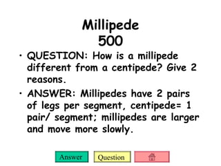 Millipede 500 QUESTION: How is a millipede different from a centipede? Give 2 reasons. ANSWER: Millipedes have 2 pairs of legs per segment, centipede= 1 pair/ segment; millipedes are larger and move more slowly. 