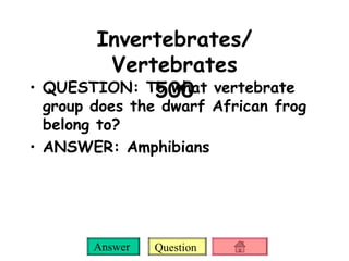 Invertebrates/ Vertebrates 500 QUESTION: To what vertebrate group does the dwarf African frog belong to? ANSWER: Amphibians 