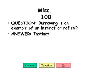 QUESTION: Burrowing is an example of an instinct or reflex?  ANSWER: Instinct Misc.  100 